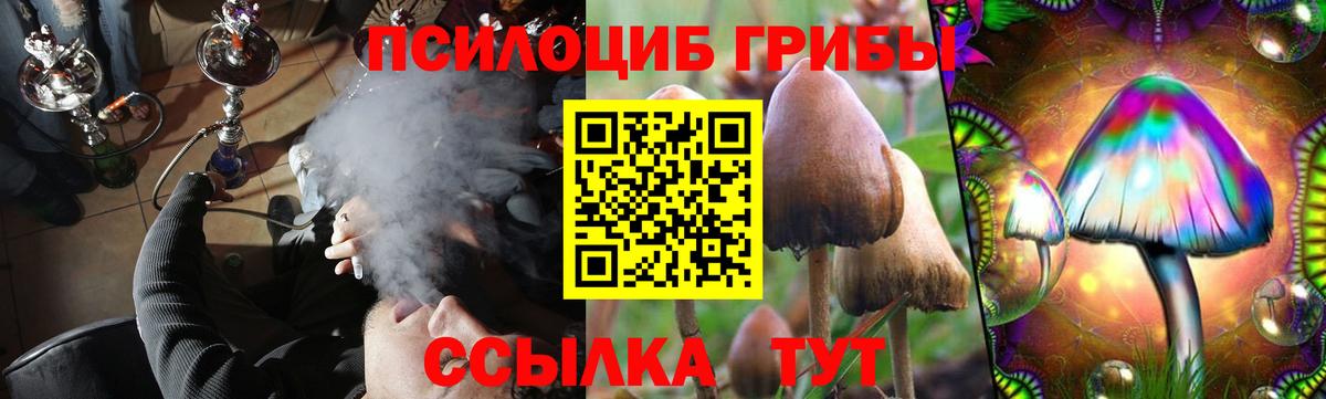 Псилоцибиновые грибы Psilocybe  как найти   Нижневартовск 